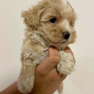 Juana Maltipoo Juana Maltipoo