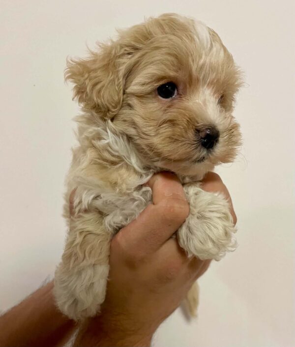 Juana Maltipoo Juana Maltipoo