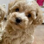 Juana-female-Maltipoo-puppy-for-sale-1 (2)
