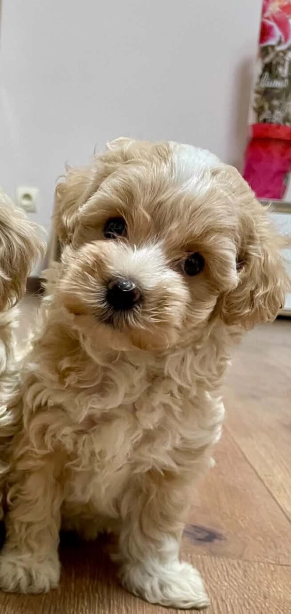 Juana Maltipoo Juana Maltipoo