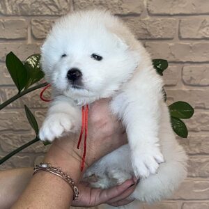 Juliette Samoyed Juliette Samoyed