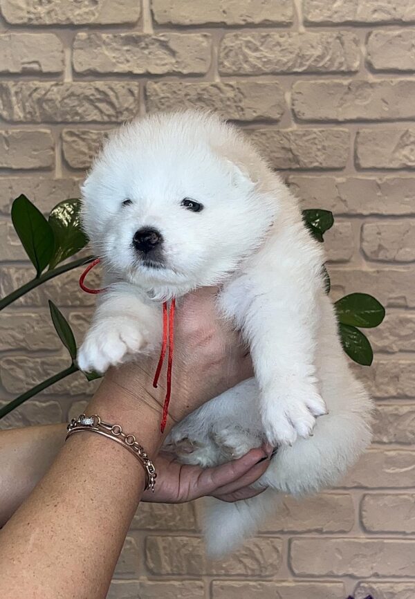 Juliette Samoyed Juliette Samoyed