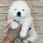 Juliette-female-Samoyed-puppy-for-sale-1 (2)