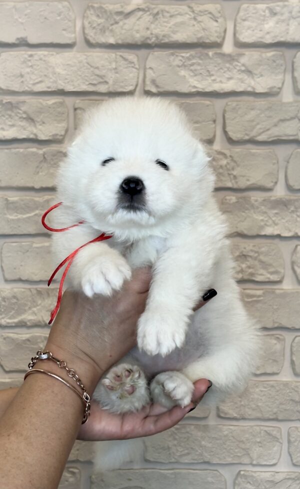 Juliette Samoyed Juliette Samoyed