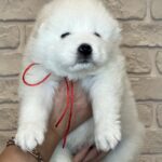 Juliette-female-Samoyed-puppy-for-sale-1 (3)