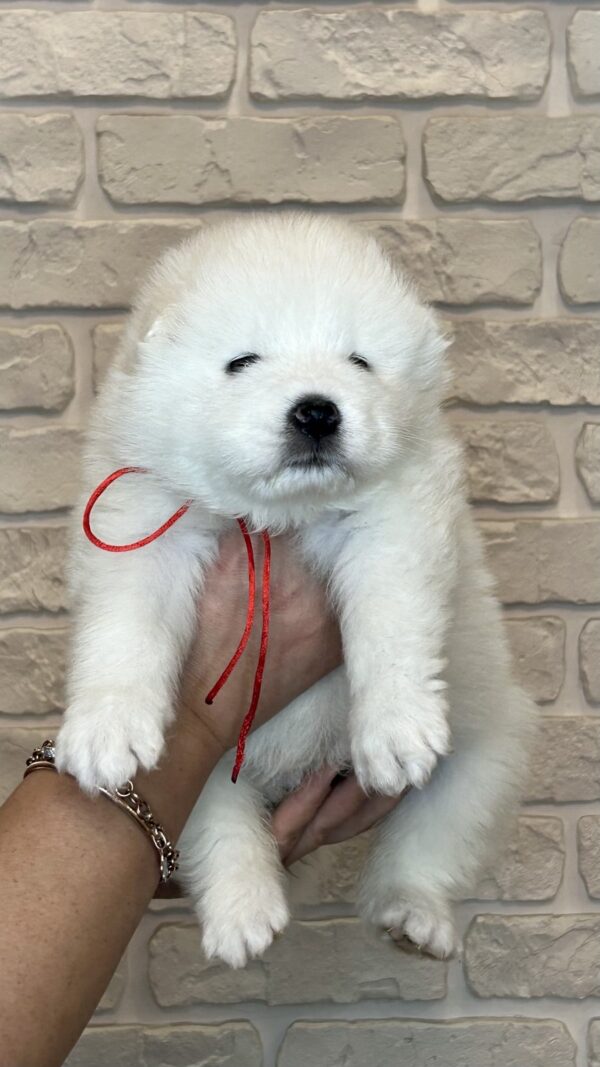 Juliette Samoyed Juliette Samoyed