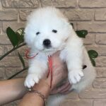 Juliette-female-Samoyed-puppy-for-sale-1 (4)