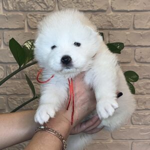 Juliette Samoyed Juliette Samoyed