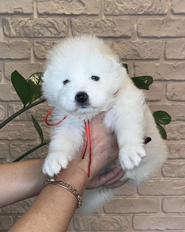 Juliette Samoyed Juliette Samoyed