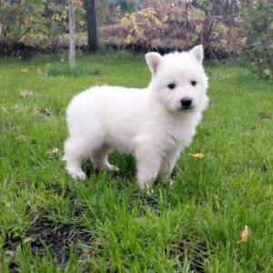 Junior White Swiss Shepherd Junior White Swiss Shepherd