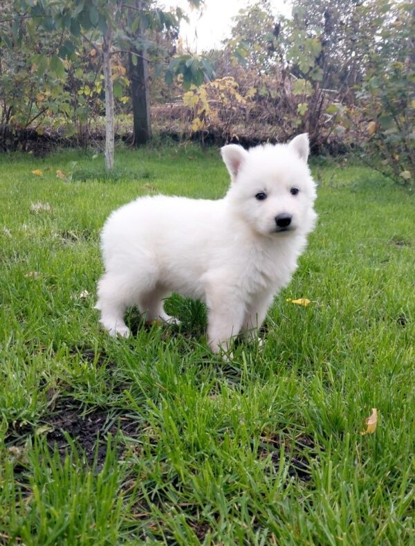 Junior White Swiss Shepherd Junior White Swiss Shepherd