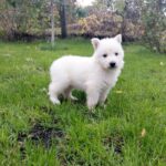 Junior-male-White-Swiss-Shepherd-puppy-for-sale- (2)