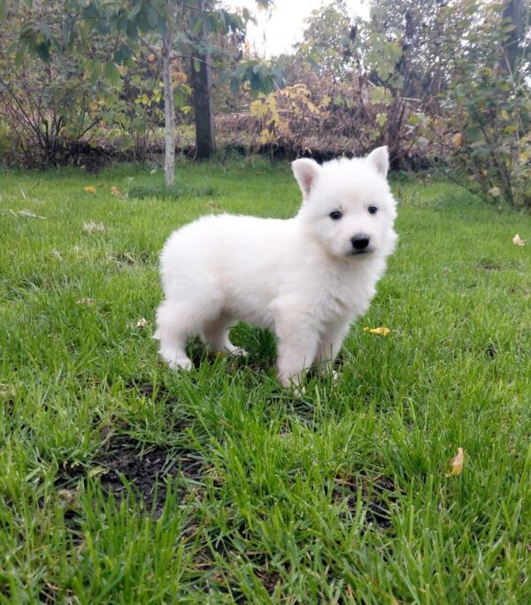 Junior White Swiss Shepherd Junior White Swiss Shepherd