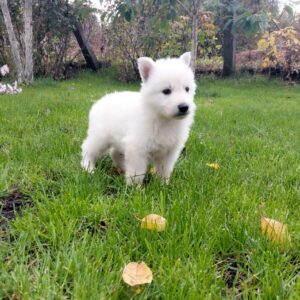 Junior White Swiss Shepherd Junior White Swiss Shepherd