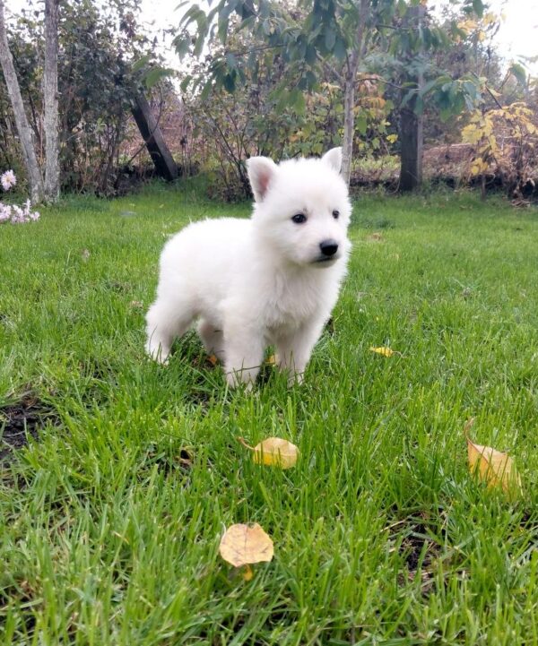Junior White Swiss Shepherd Junior White Swiss Shepherd