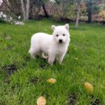 Junior-male-White-Swiss-Shepherd-puppy-for-sale- (4)