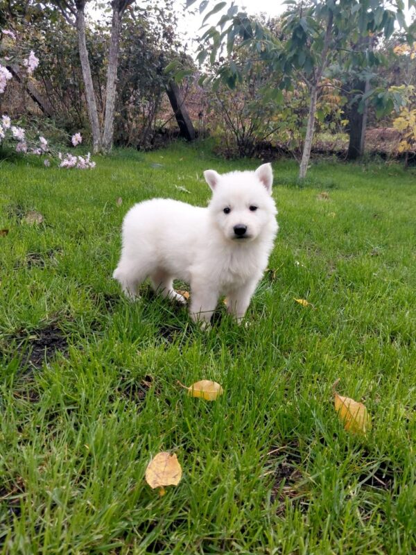 Junior White Swiss Shepherd Junior White Swiss Shepherd