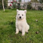 Jupiter-male-White-Swiss-Shepherd-puppy-for-sale-1