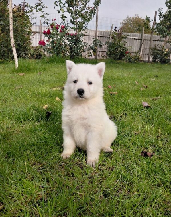 Jupiter White Swiss Shepherd Jupiter White Swiss Shepherd