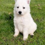 Jupiter-male-White-Swiss-Shepherd-puppy-for-sale-2