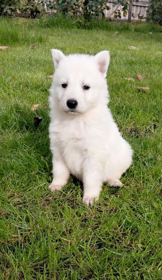 Jupiter White Swiss Shepherd Jupiter White Swiss Shepherd