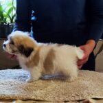 Kair-male-coton-de-tulear-puppy-for-sale-1 (1)