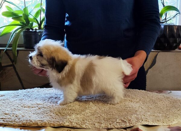 Kair Coton De Tulear Kair Coton De Tulear