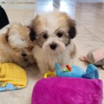 Kair-male-coton-de-tulear-puppy-for-sale-1 (2)