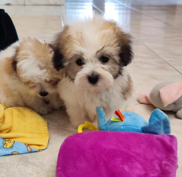 Kair Coton De Tulear Kair Coton De Tulear