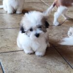 Kair-male-coton-de-tulear-puppy-for-sale-1 (3)