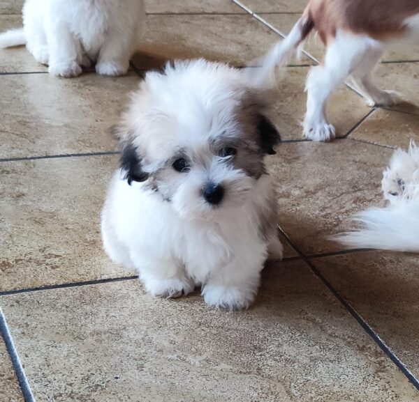 Kair Coton De Tulear Kair Coton De Tulear
