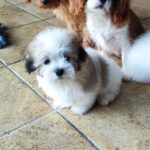 Kair-male-coton-de-tulear-puppy-for-sale-1 (4)