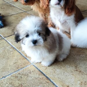 Kair Coton De Tulear Kair Coton De Tulear