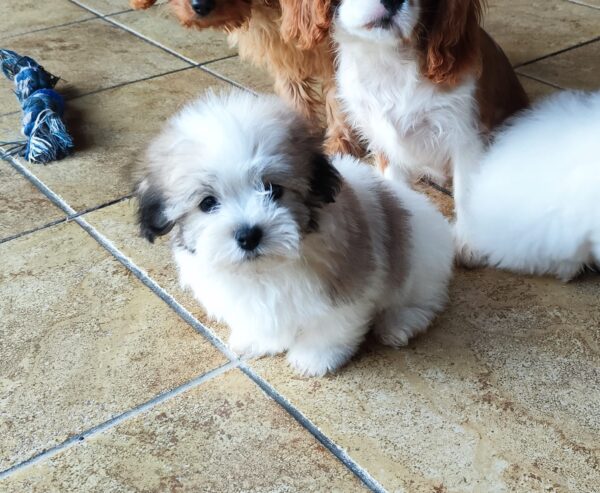Kair Coton De Tulear Kair Coton De Tulear
