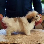 Kair-male-coton-de-tulear-puppy-for-sale-1 (5)