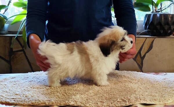 Kair Coton De Tulear Kair Coton De Tulear