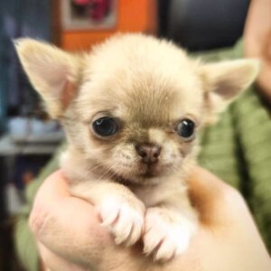 Kairat Chihuahua Kairat Chihuahua