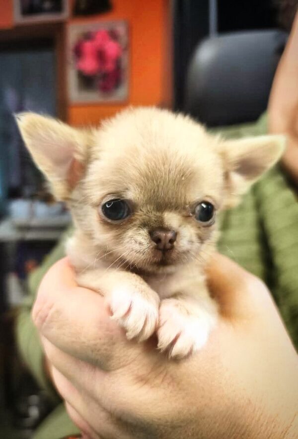 Kairat Chihuahua Kairat Chihuahua