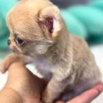 Kairat-male-Chihuahua-puppy-for-sale- (2)