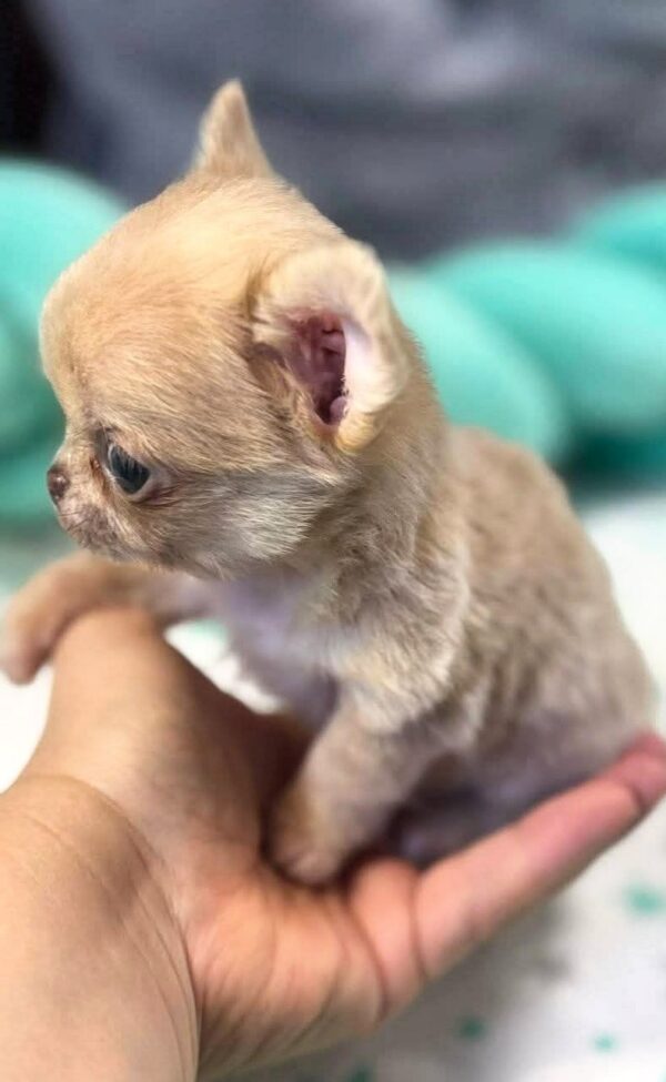 Kairat Chihuahua Kairat Chihuahua