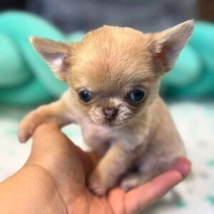 Kairat Chihuahua Kairat Chihuahua