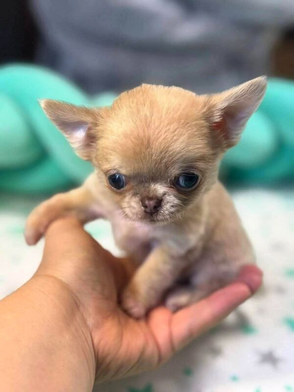 Kairat Chihuahua Kairat Chihuahua