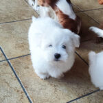 Kaskad-male-coton-de-tulear-puppy-for-sale-1
