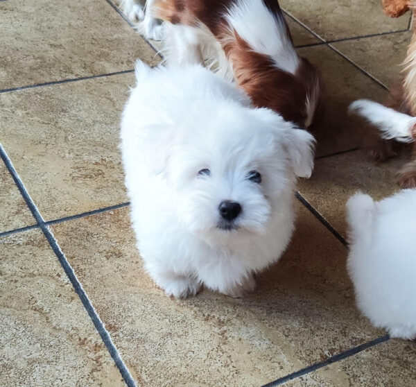 Kaskad Coton De Tulear Kaskad Coton De Tulear