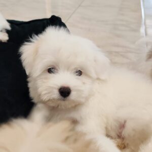Kenaf Coton De Tulear Kenaf Coton De Tulear