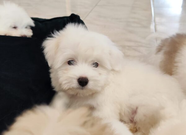 Kenaf Coton De Tulear Kenaf Coton De Tulear