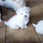 Kenaf-male-coton-de-tulear-puppy-for-sale-1 (2)