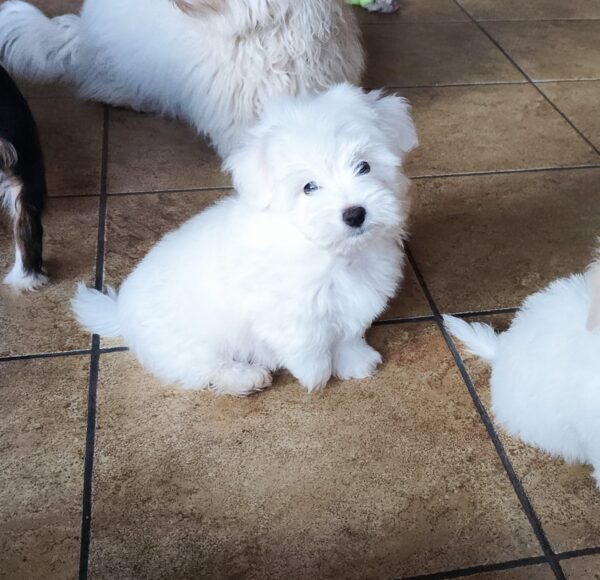 Kenaf Coton De Tulear Kenaf Coton De Tulear