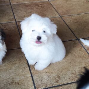 Kenaf Coton De Tulear Kenaf Coton De Tulear