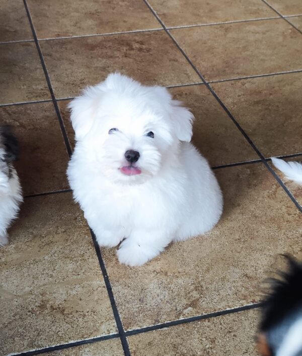 Kenaf Coton De Tulear Kenaf Coton De Tulear